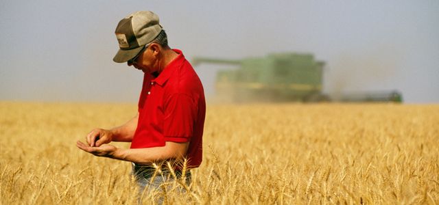 Dopłaty bezpośrednie dla rolników za 2013 r. nieco wyższe niż w 2012 r.