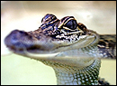 Aby zobaczy� krokodyla nie trzeba ju� odwiedza� ogrodu zoologicznego