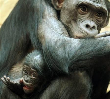Samica Bonobo z młodym