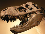 Enigma: Na tropie dinozaurów