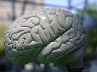 Enigma: Metoda One Brain