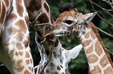 Male�stwo z pozna�skiego zoo