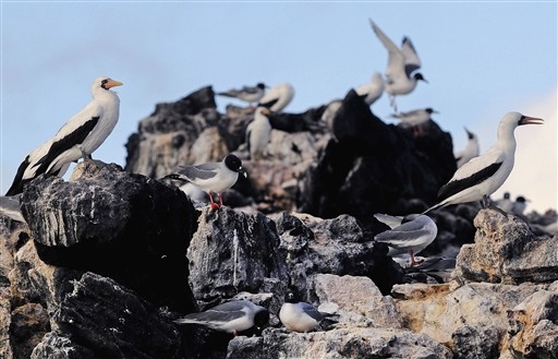 Sula Dactylatra - gtuptak maskowy i Leucophaeus fuliginosus - mewa galapagoska