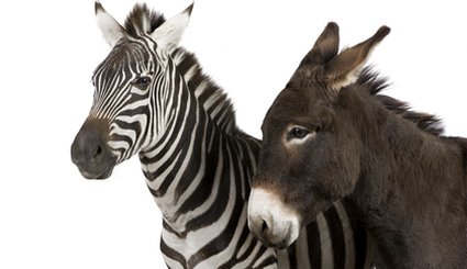 Pracownicy zoo przemalowują zwierzęta