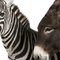 Pracownicy zoo przemalowuj� zwierz�ta
