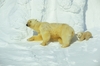 Link do puzzli online od Animal Planet

Premiera: niedziela, 1 listopada, godz. 15:00 na Animal Planet

Odkryj dzie�o filmowc�w Animal Planet, kt�rzy po�wi�cili cztery lata swojego �ycia i 2 tysi�ce dni zdj�ciowych, aby stworzy� spektakularny serial dokumentalny o zwierz�tach i r�norodnych �rodowiskach, w jakich �yj�. Nasze zdj�cia w jako�ci HD i niewyobra�alny rozmach filmowy serii Planeta Ziemia uka�� nawet najbardziej intymne chwile z �ycia wielu zadziwiaj�cych stworze�. B�dziesz �wiadkiem zapieraj�cej dech w piersiach ewolucji �rodowiska, jaka zachodzi�a przez tysi�ce lat!

B�dziesz podgl�da� rzadko spotykane zwierz�ta, kt�re wsp�lnie zamieszkuj� nasz� planet�. Ka�dy z fascynuj�cych odcink�w uka�e, jak r�ne z czasem adaptowa�y si� do otaczaj�cych je warunk�w oraz jak ich naturalne �rodowiska powodowa�y radykaln� odmian� we wsp�czesnym obliczu naszej planety.

Razem z naszymi filmowcami przemierzysz r�ne zak�tki �wiata. Zawitasz na Wielkie R�wniny zachodniej Afryki, do ogromnych, zielonych p�uc Ziemi w amazo�skim lesie deszczowym, na po�yskuj�ce polarne pokrywy lodowe Antarktyki oraz do dziewiczych las�w Madagaskaru i wschodniej Europy. Zanurzysz si� te� w wody oceanu �wiata w Kostaryce, Wenezueli i na Hawajach, aby zbada�, jakie cuda kryj� niezbadane g��biny.

Dzi�ki kolejnej serii Planeta Ziemia dotrzesz tam, gdzie dot�d nie zapu�ci�a si� �adna ekipa filmowa! 