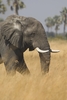 Link do puzzli online od Animal Planet

Premiera: niedziela, 1 listopada, godz. 15:00 na Animal Planet

Odkryj dzie�o filmowc�w Animal Planet, kt�rzy po�wi�cili cztery lata swojego �ycia i 2 tysi�ce dni zdj�ciowych, aby stworzy� spektakularny serial dokumentalny o zwierz�tach i r�norodnych �rodowiskach, w jakich �yj�. Nasze zdj�cia w jako�ci HD i niewyobra�alny rozmach filmowy serii Planeta Ziemia uka�� nawet najbardziej intymne chwile z �ycia wielu zadziwiaj�cych stworze�. B�dziesz �wiadkiem zapieraj�cej dech w piersiach ewolucji �rodowiska, jaka zachodzi�a przez tysi�ce lat!

B�dziesz podgl�da� rzadko spotykane zwierz�ta, kt�re wsp�lnie zamieszkuj� nasz� planet�. Ka�dy z fascynuj�cych odcink�w uka�e, jak r�ne z czasem adaptowa�y si� do otaczaj�cych je warunk�w oraz jak ich naturalne �rodowiska powodowa�y radykaln� odmian� we wsp�czesnym obliczu naszej planety.

Razem z naszymi filmowcami przemierzysz r�ne zak�tki �wiata. Zawitasz na Wielkie R�wniny zachodniej Afryki, do ogromnych, zielonych p�uc Ziemi w amazo�skim lesie deszczowym, na po�yskuj�ce polarne pokrywy lodowe Antarktyki oraz do dziewiczych las�w Madagaskaru i wschodniej Europy. Zanurzysz si� te� w wody oceanu �wiata w Kostaryce, Wenezueli i na Hawajach, aby zbada�, jakie cuda kryj� niezbadane g��biny.

Dzi�ki kolejnej serii Planeta Ziemia dotrzesz tam, gdzie dot�d nie zapu�ci�a si� �adna ekipa filmowa! 