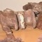 Odkryto szcz�tki nieznanego dinozaura