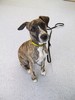 Premiera: niedziela, 6 grudnia, godz. 8:00 i 8:30 na Animal Planet

Ka�dego roku w Wielkiej Brytanii a� sto tysi�cy ps�w traci sw�j dom i musi szuka� nowych w�a�cicieli. Jednak jest organizacja, kt�ra pomaga zwierz�tom znale�� odpowiedzialnego w�a�ciciela. Nowa seria na kanale Animal Planet Zaw�d: pies pokazuje od kuchni codzienne dzia�ania fundacji Dogs Trust, zajmuj�cej si� pomoc� porzuconym psom. Ich zadanie nie polega tylko na znalezieniu im nowej rodziny – niekt�re z piesk�w s� wyznaczane do zada� specjalnych!

W ka�dym z odcink�w poznamy bezdomne, m�odziutkie zwierzaki, kt�rym dano drug� szans� na szcz�liwe �ycie. Ujrzymy, jak przygotowuj� si� do trudnej tresury, po kt�rej b�d� wykonywa� wa�n� dla cz�owieka prac�. Poznamy histori� uroczych szczeniak�w Ralpha i Disco. Zosta�y one pozbawione domu, ale mimo kiepskiego pocz�tku �ycia nie poddaj� si� i przechodz� szkolenie na przewodnik�w ludzi nies�ysz�cych. Przyjrzymy si� te� losom cocker spanielki Dinky Brush, kt�ra ma rozpocz�� prac� w organizacji Pets As Therapy, wysy�aj�cej zwierz�ta do szpitali i hospicj�w, by pomaga�y w terapii chorych, szczeg�lnie niepe�nosprawnych dzieci.

Odkryj, jak wielk� przys�ug� psy mog� wy�wiadczy� cz�owiekowi! Pod�� �ladami biszkoptowego labradora, Tyke’a, kt�ry b�dzie wykorzystywa� sw�j niesamowity zmys� powonienia do pomocy brytyjskiej s�u�bie celnej. �led� razem z Animal Planet losy Blake’a, kt�ry ma wielkie szanse na wspania�� karier� filmow� i sprawd�, ile wysi�ku w�o�y Gael, suczka rasy Border Collie, w nauk� nowej, �yciowej roli psa pasterskiego.

Zaw�d: pies wzruszy nie tylko zadeklarowanych mi�o�nik�w ps�w!