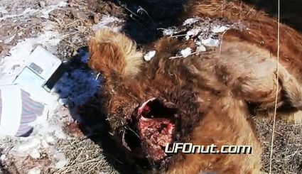 Byd�o okaleczane w niewyt�umaczalny spos�b. Czy to robota obcych?