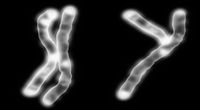 Chromosom Y po tuningu