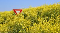 Polscy ekolodzy strasz� GMO
