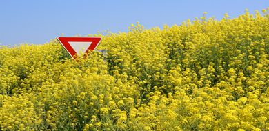 Polscy ekolodzy strasz� GMO
