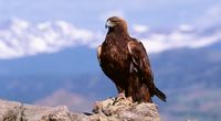 Or�y przednie z powodu ci�kiej zimy mog� ...