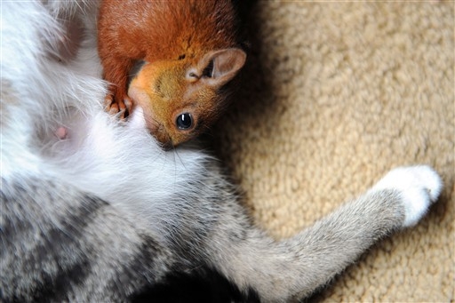 Kot adoptowa� wiewi�rk�! 