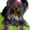K�y mleczne u Yorkshire Terriera