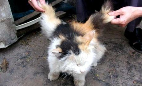 cat_3.jpeg