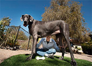 Najwyższy pies świata i jego pan