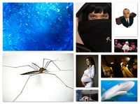 Przekaz podprogowy nr 40 - Przegl�d najdziwniejszych wydarze�