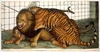 Royal Menagerie at the Tower of London - 3 December 1830, 2009
watercolor, gouache, ink and pencil on paper
152.4 x 303.5 cm
© Walton Ford
courtesy of SMB
