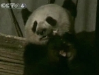 Chiny: Głodna panda odwiedza rolników