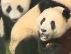 Chiny: Pandy na kalorycznej diecie