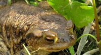 Ropuchy przewiduj� trz�sienia ziemi