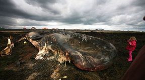 Co mo�na znale�� w brzuchu wieloryba?