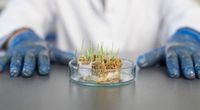 Polska przeciwko liberalizacji upraw GMO