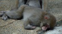 Naukowcy:Tajemnicza choroba ma�p nie zagra�a ...