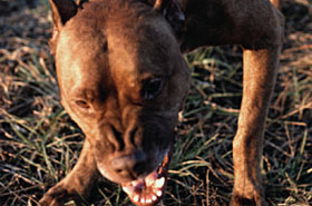 Szok! Agresywne pitbulle zagryz�y ma�e dziecko