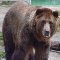 Nied�wied� wybra� si� na przeja�d�k� samochodem