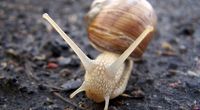 Lek przeciwb�lowy ze �liny �limaka