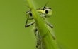 Fotografia przyrodnicza