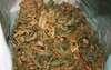 Nielegalne "zi�ka"