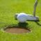 Wznieci� po�ar kijem golfowym