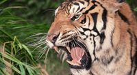 Niezwyk�a akcja WWF na rzecz ochrony tygrys�w