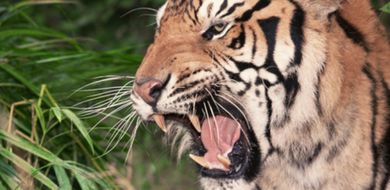 Niezwyk�a akcja WWF na rzecz ochrony tygrys�w