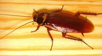 Antybiotyki z m�zgu karalucha