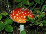 Co grzybiarz wiedzie� powinien?
