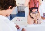 Co Polacy wiedz� o anatomii?