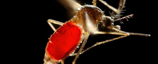 Jakie choroby przenoszą komary w Polsce?
