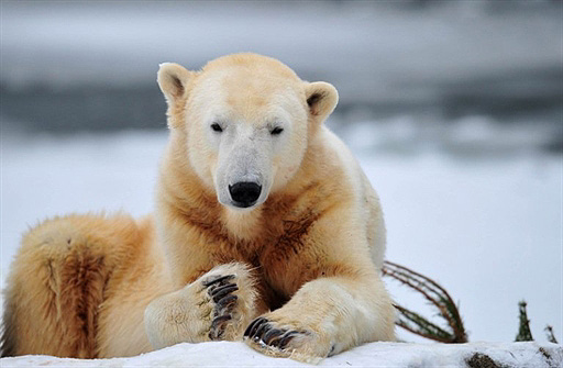 Knut (fot. AFP / Johannes Eisele z wiadomosci.wp.pl)