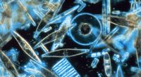 Czarna Materia Biologii
