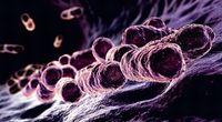 Chorobotw�rczych bakterii <i>E .coli</i> nie ma w Polsce