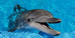 Tajemnicze zdolno�ci regeneracyjne delfin�w