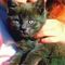 Amerykanie oszaleli! Zielone koty maj� pom�c w walce z AIDS!? 