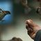 Wr�ble znikn� z polskich park�w i podw�rek. W takiej sytuacji jest to nieuniknione 