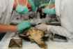 Operacja sok� 