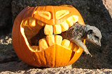 Halloween w zoo